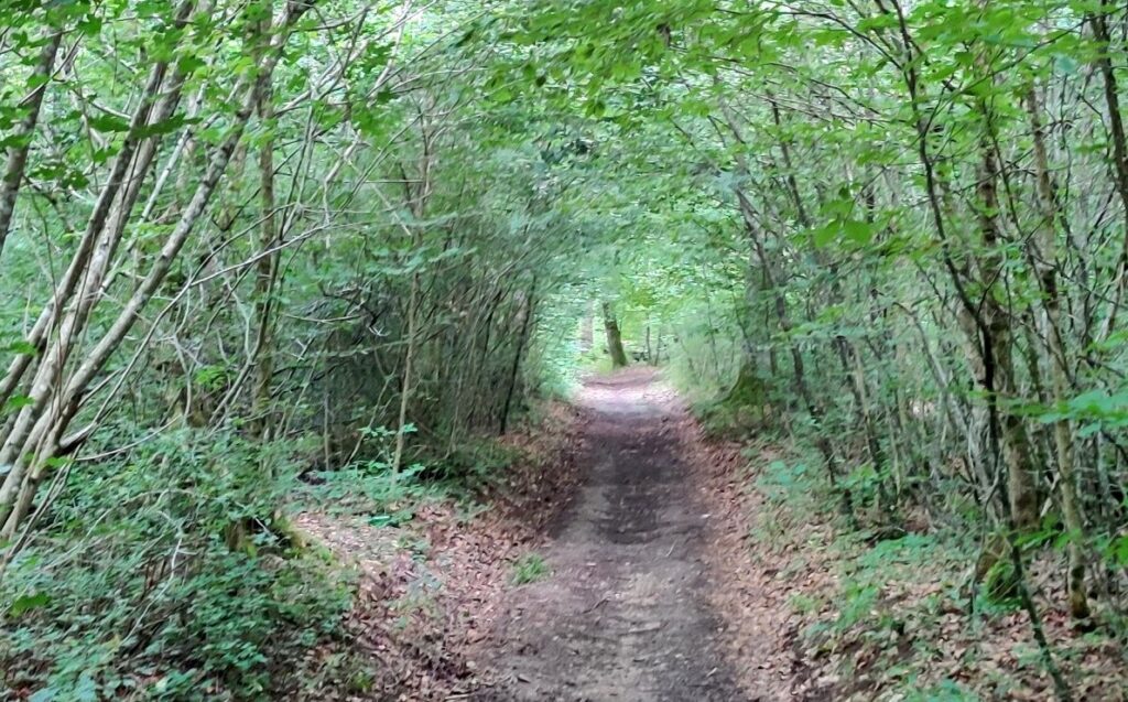 bains de forêt en entreprise