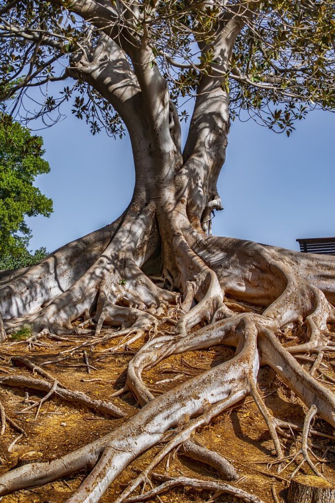 arbre ancien