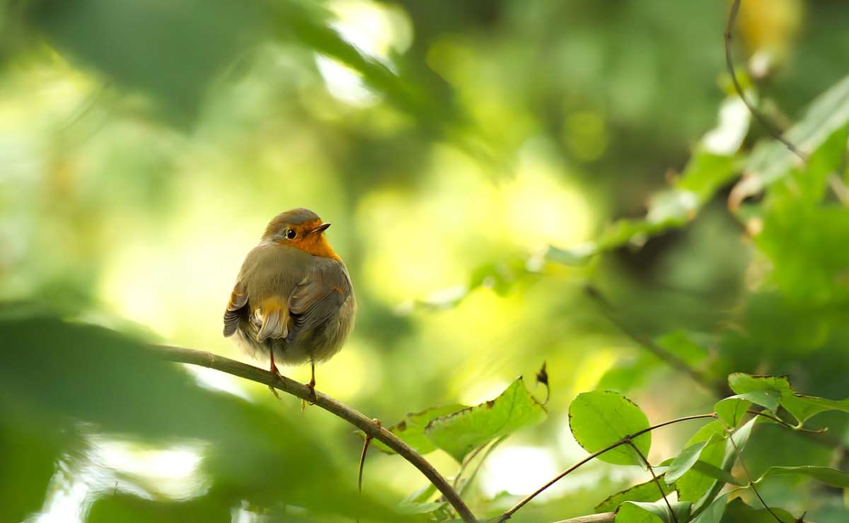 Chant des Oiseaux en Forêt