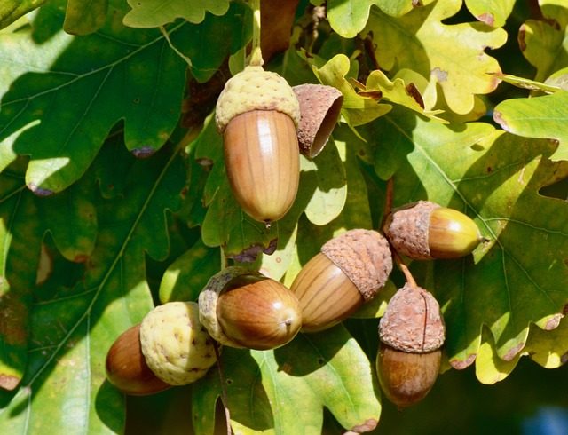 chêne fruit