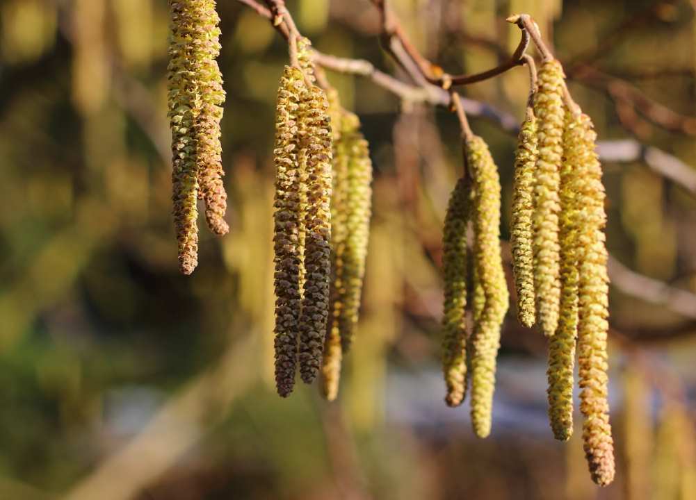 bouleau fleurs