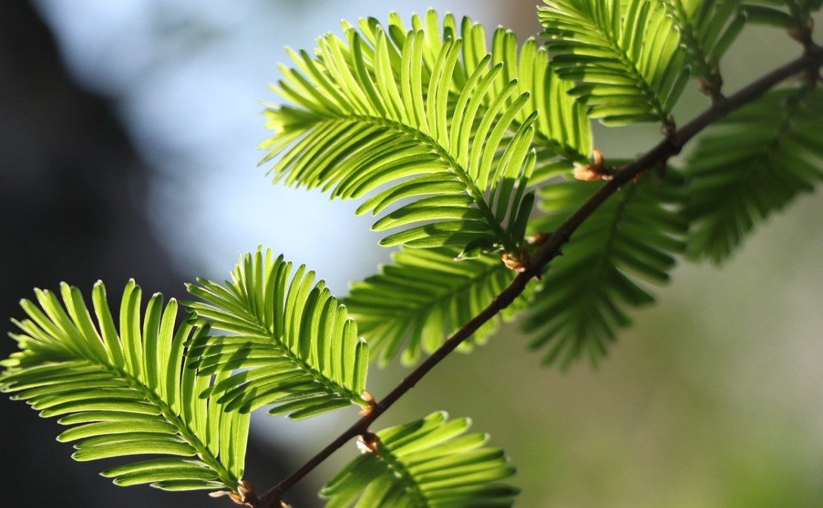 pin feuilles