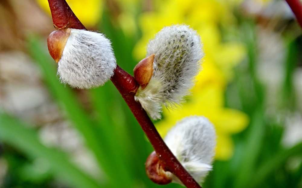 saule-bourgeons