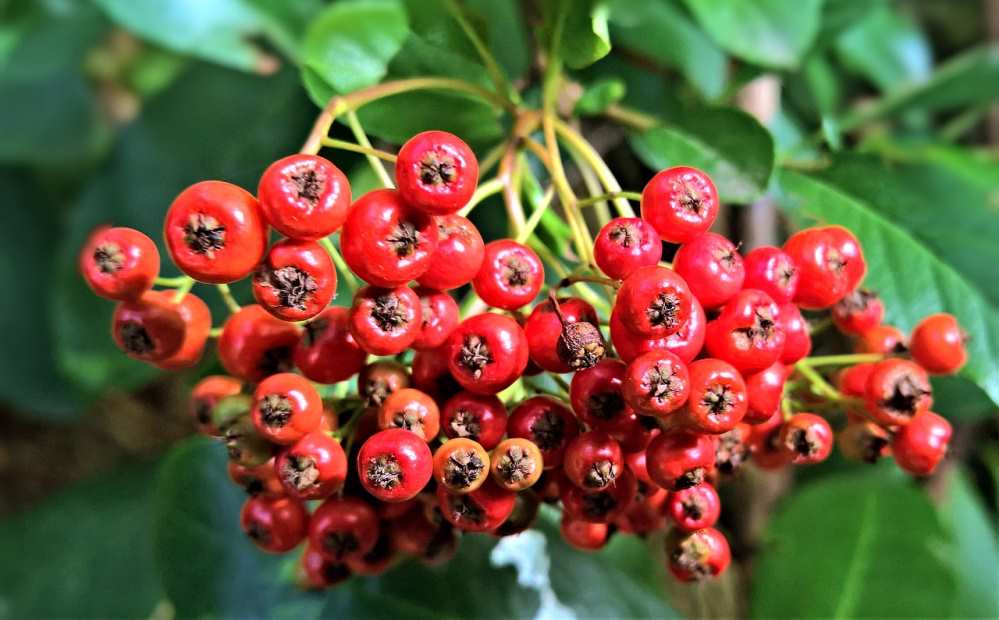 sorbier fruits