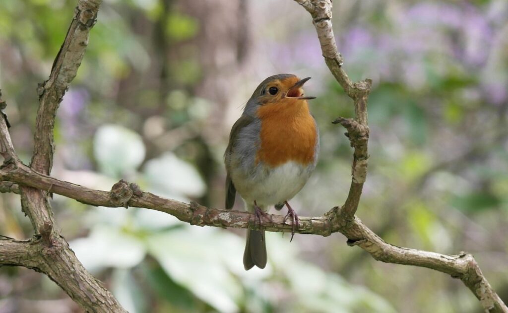 chant des oiseaux