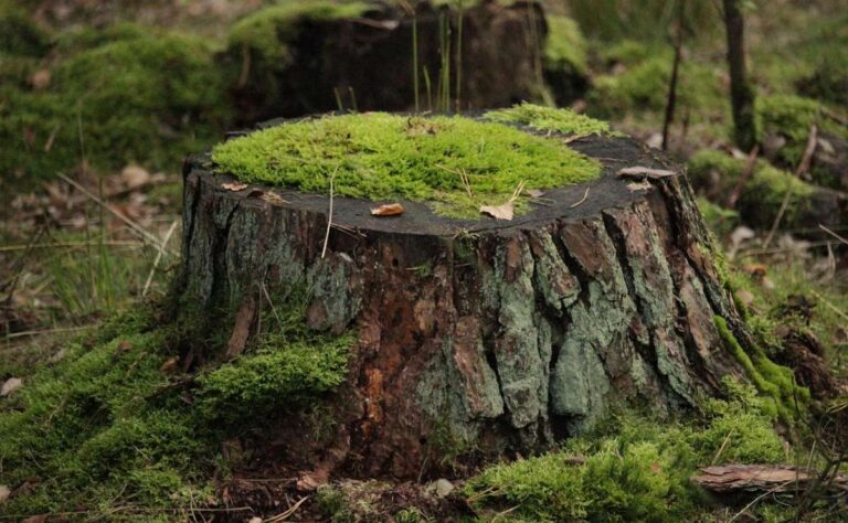 Souches d’arbres, vivantes, connectées, utiles