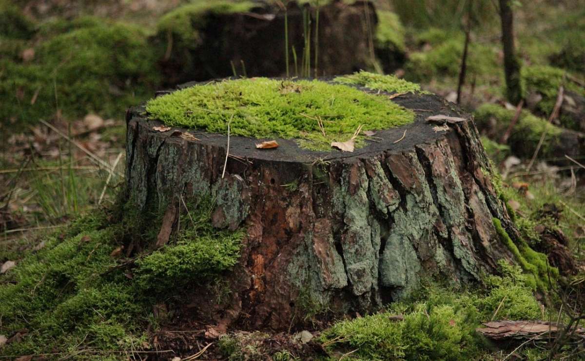Souches d'arbres