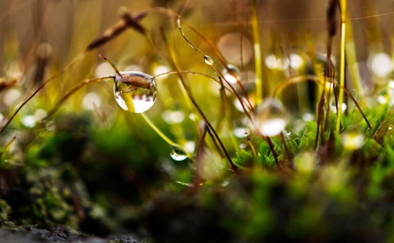 Eau, Source de Vie