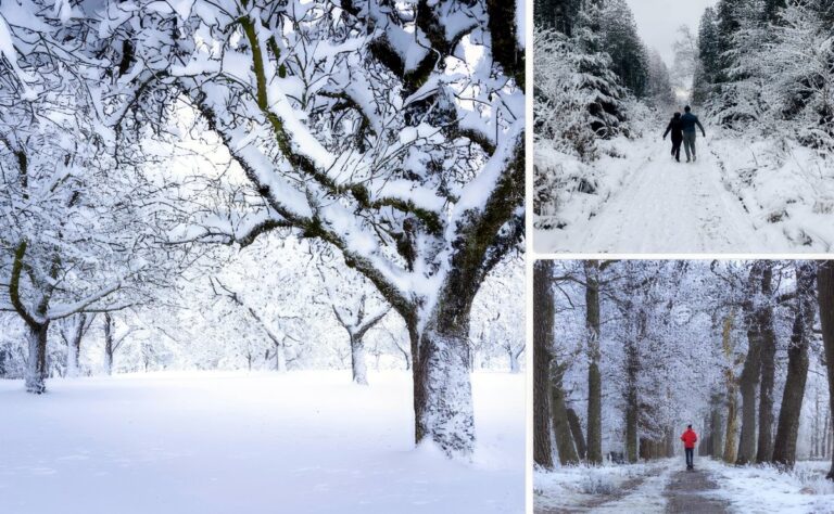 Sylvothérapie en hiver